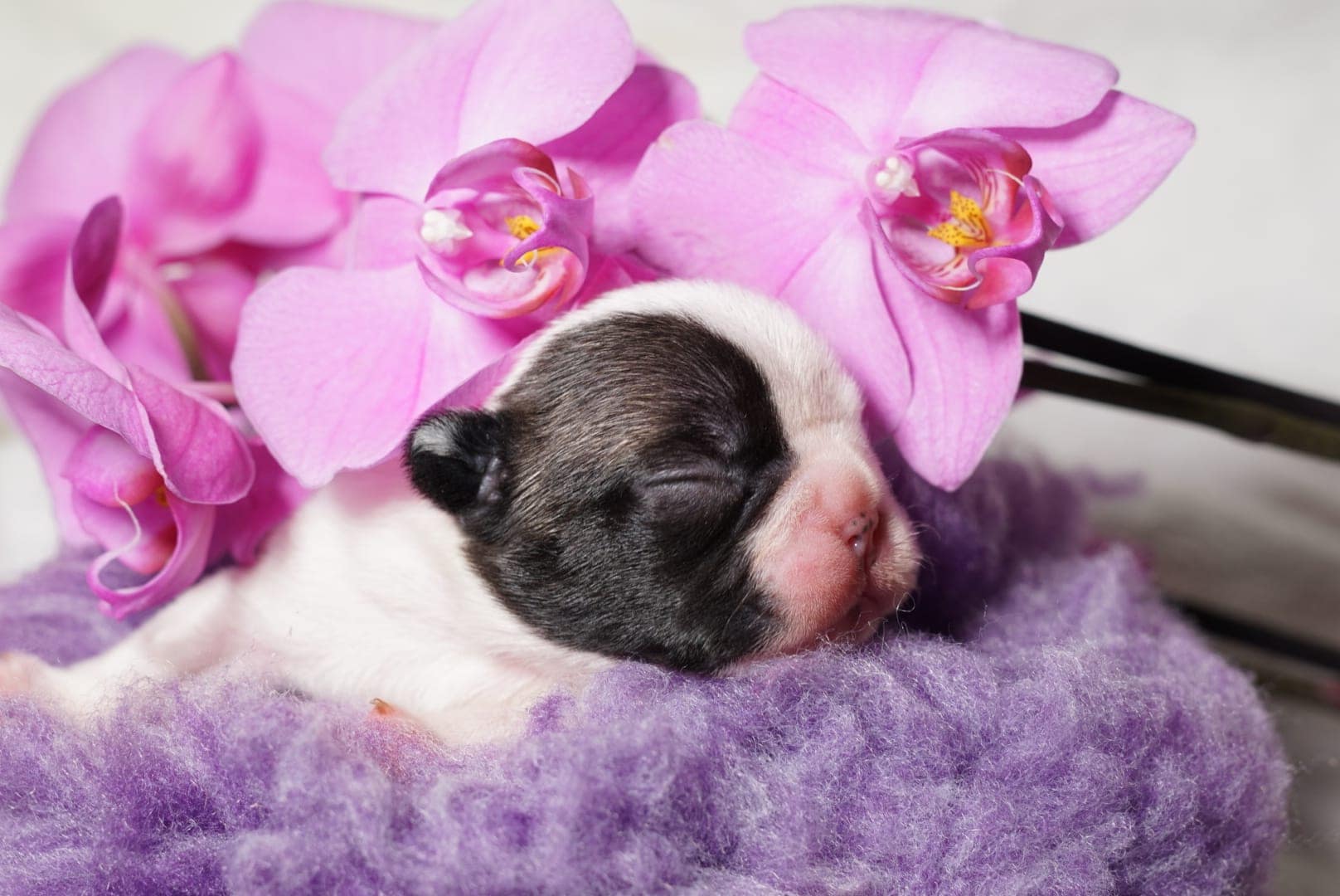 Cucciolo Bulldog Francese