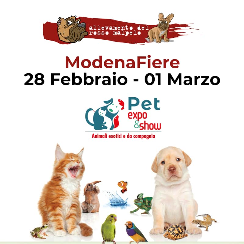 fiera canina modena
