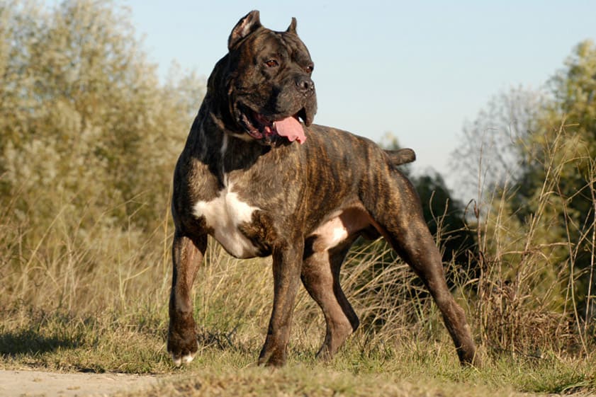 rugantino_025
