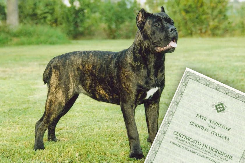 pedigree