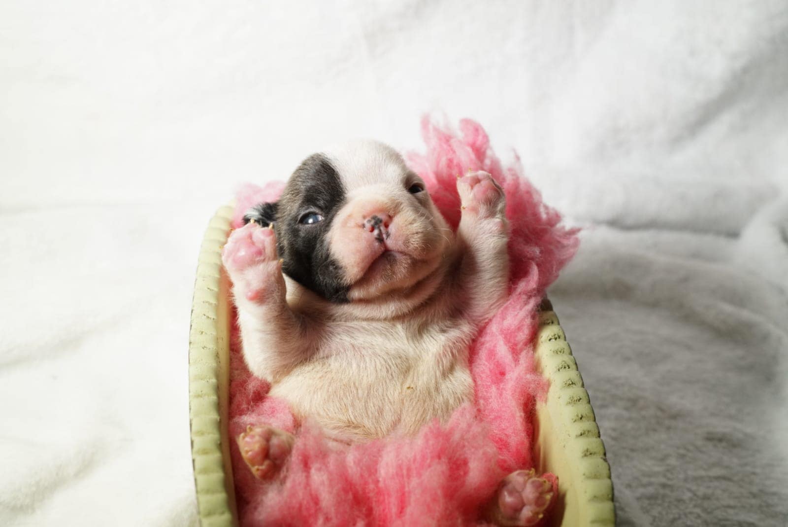 Cucciolo Bulldog Francese Cucciolo Bulldog Francese