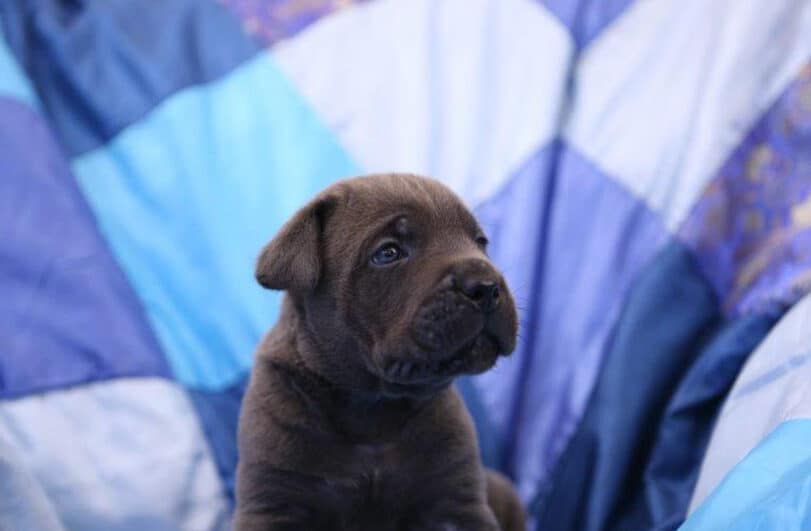 cucciolo cane corso cucciolo cane corso